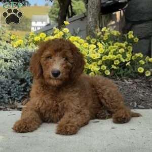 Bella, Goldendoodle Puppy