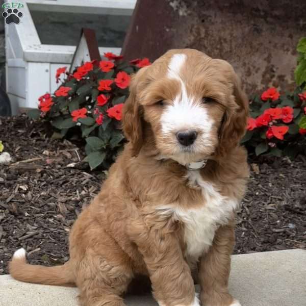 Chester, Golden Retriever Mix Puppy