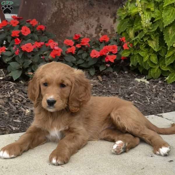 Chloe, Golden Retriever Mix Puppy