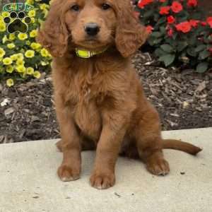 Callie, Golden Retriever Mix Puppy