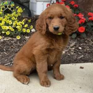 Callie, Golden Retriever Mix Puppy