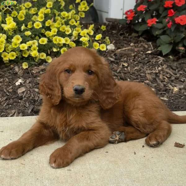 Callie, Golden Retriever Mix Puppy