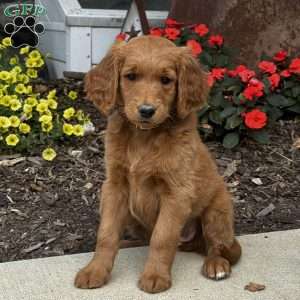 Chrissy, Golden Retriever Mix Puppy