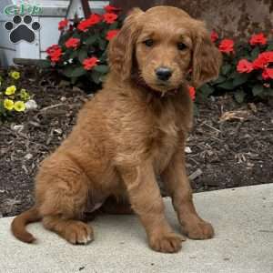 Chrissy, Golden Retriever Mix Puppy