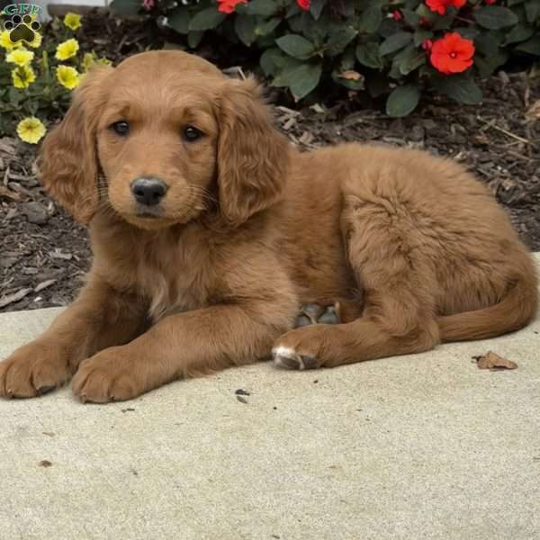 Chrissy, Golden Retriever Mix Puppy