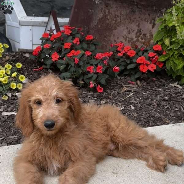 Freddie, Goldendoodle Puppy