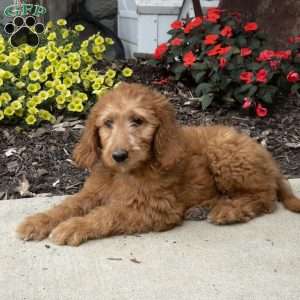 Brandy, Goldendoodle Puppy