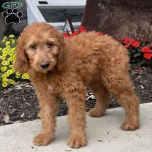 Brandy, Goldendoodle Puppy