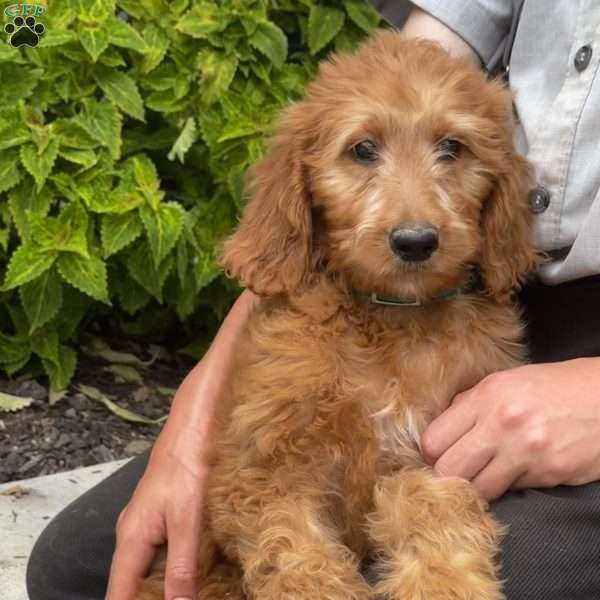 Brandy, Goldendoodle Puppy