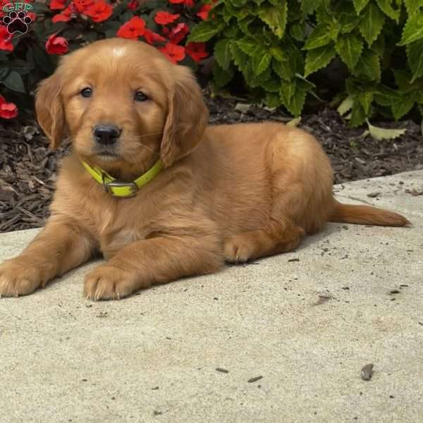 Ivy, Golden Retriever Puppy