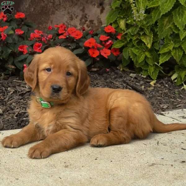 Ivan, Golden Retriever Puppy