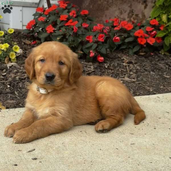 Isaac, Golden Retriever Puppy