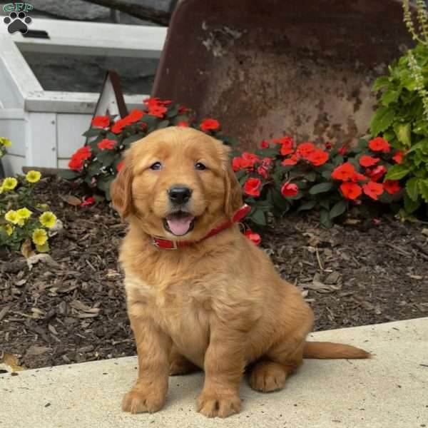 Isabelle, Golden Retriever Puppy