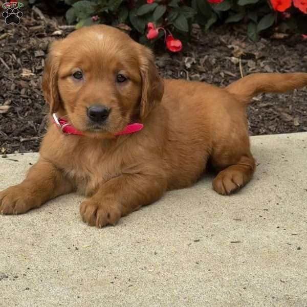 Iris, Golden Retriever Puppy