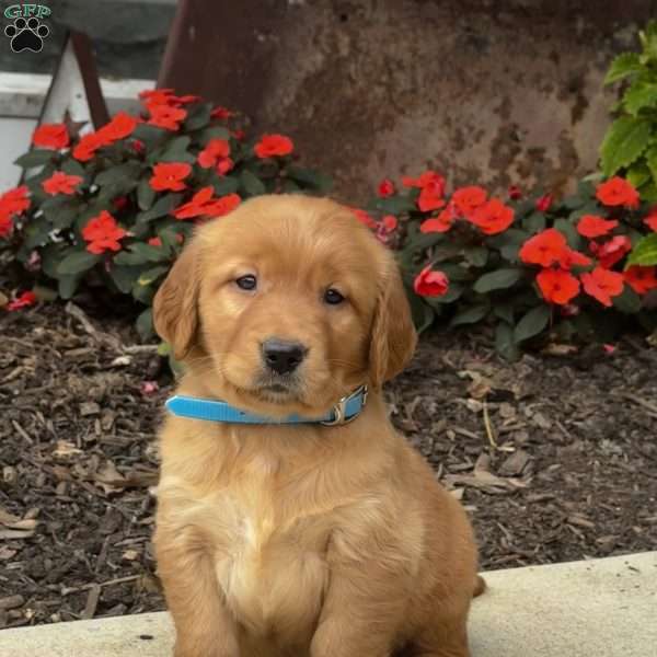 Ian, Golden Retriever Puppy