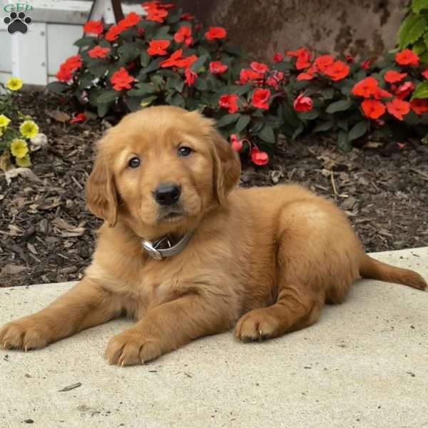 Iggy, Golden Retriever Puppy