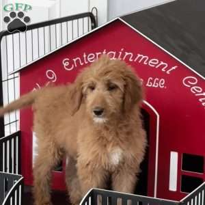 Faith, Goldendoodle Puppy