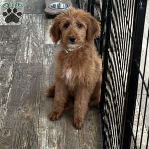 Faith, Goldendoodle Puppy