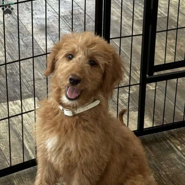 Faith, Goldendoodle Puppy