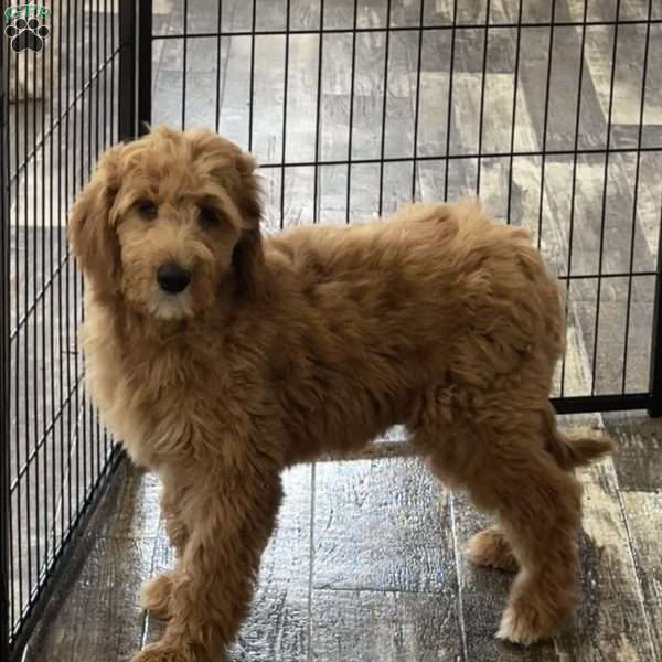 Finn, Goldendoodle Puppy