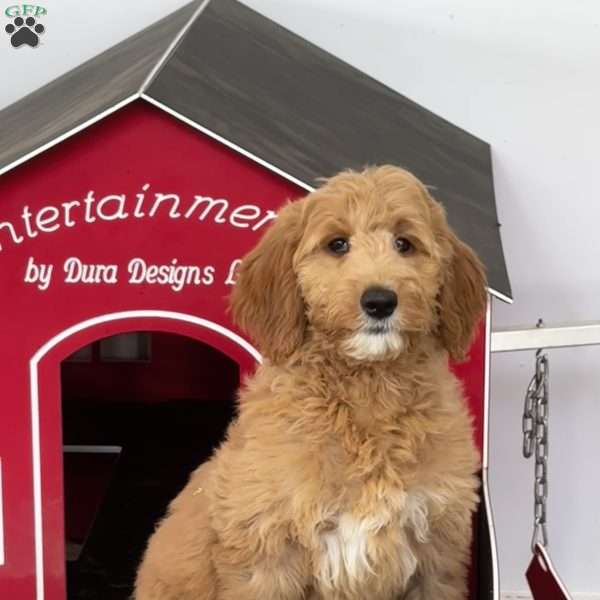 Fiona, Goldendoodle Puppy