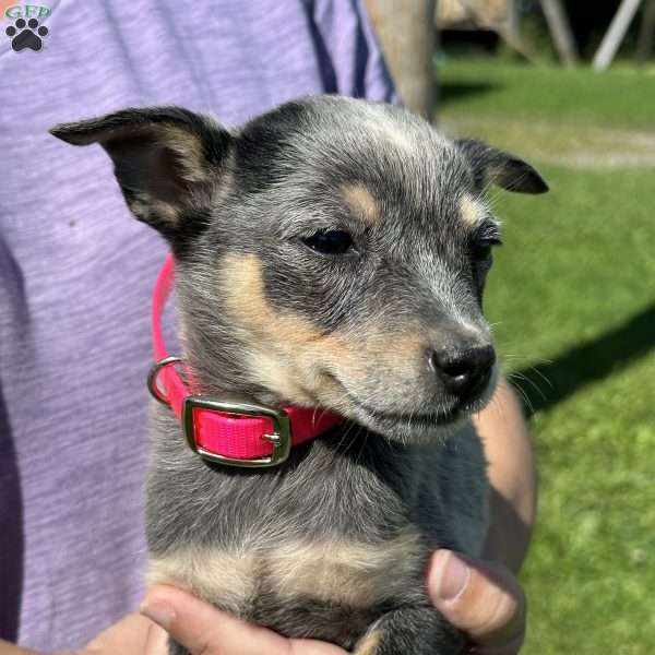 Princess, Blue Heeler – Australian Cattle Dog Puppy