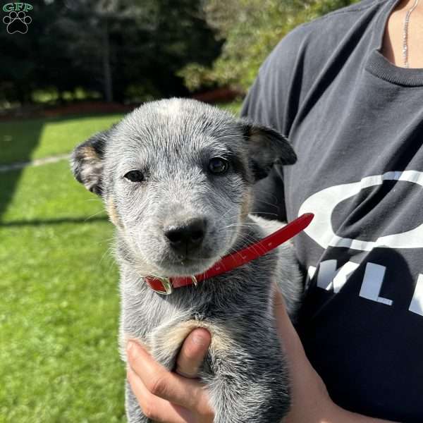 Peter, Blue Heeler – Australian Cattle Dog Puppy