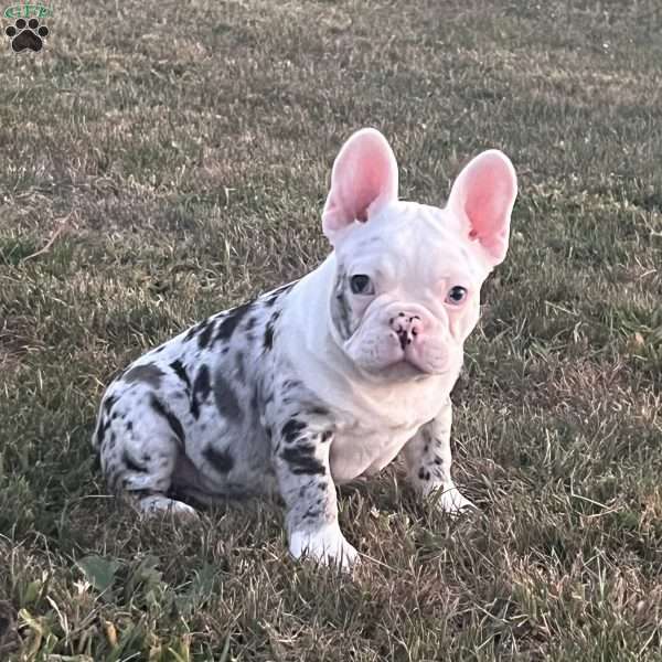 Finn, French Bulldog Puppy