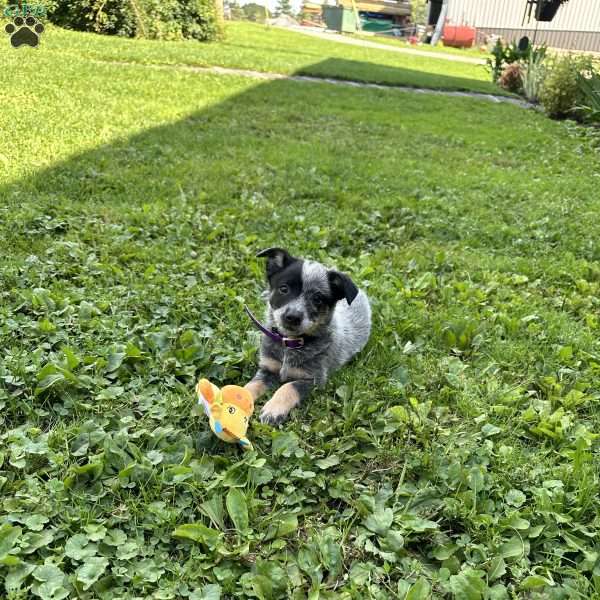 Penny, Blue Heeler – Australian Cattle Dog Puppy