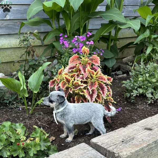 Pearl, Blue Heeler – Australian Cattle Dog Puppy