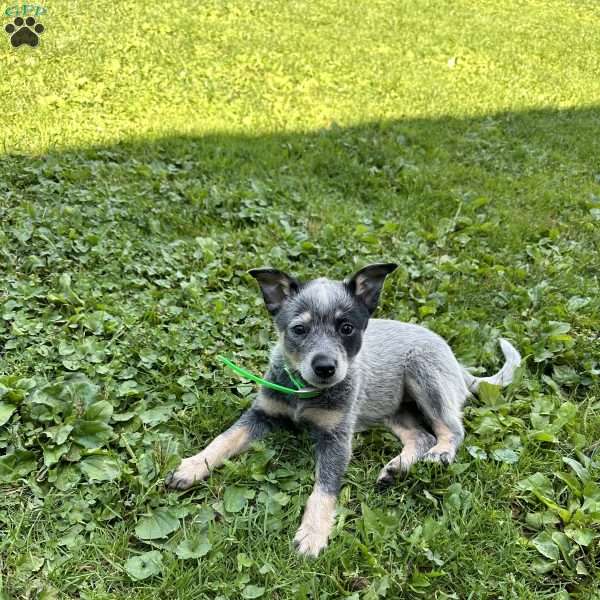 Phoebe, Blue Heeler – Australian Cattle Dog Puppy