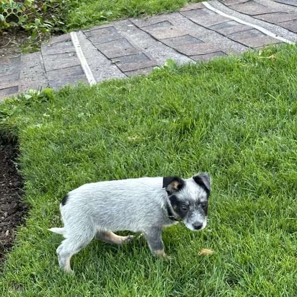 Paul, Blue Heeler – Australian Cattle Dog Puppy