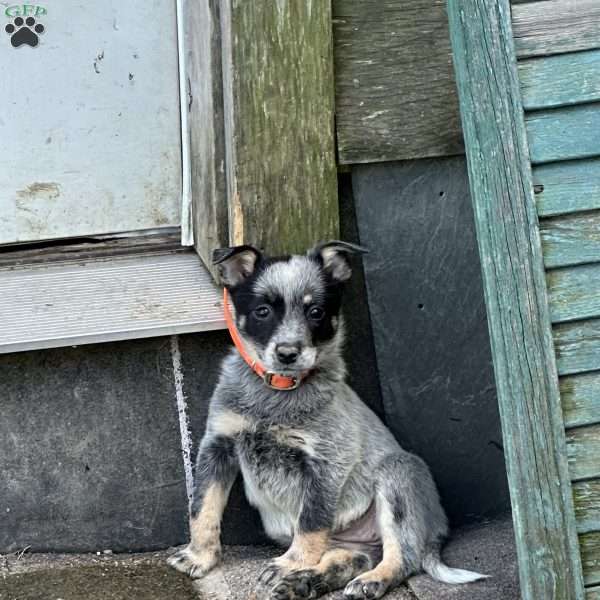 Piper, Blue Heeler – Australian Cattle Dog Puppy