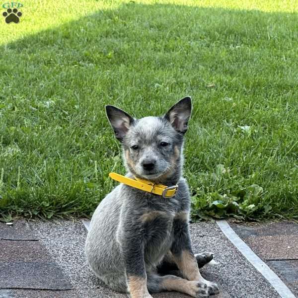 Paige, Blue Heeler – Australian Cattle Dog Puppy