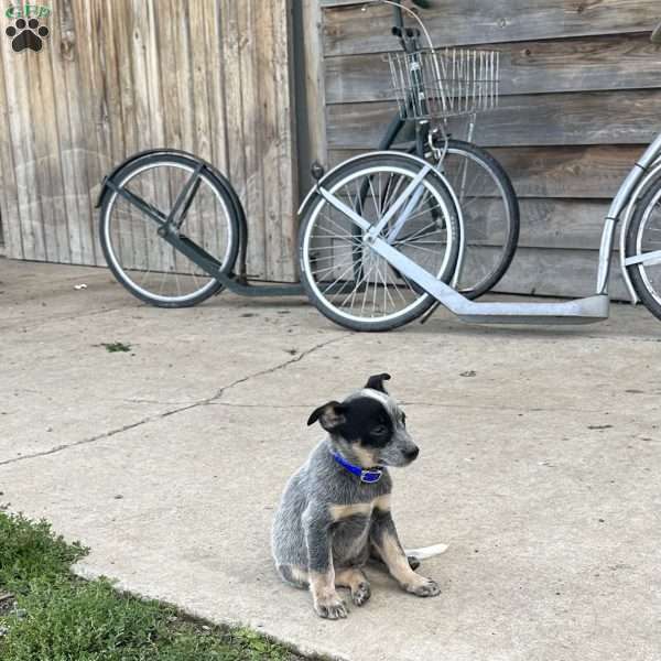 Parker, Blue Heeler – Australian Cattle Dog Puppy