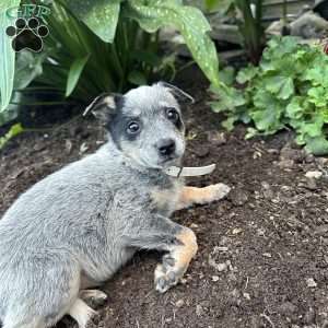 Pearl, Blue Heeler – Australian Cattle Dog Puppy