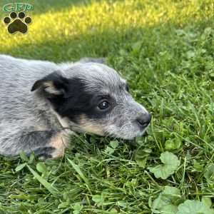 Pearl, Blue Heeler – Australian Cattle Dog Puppy