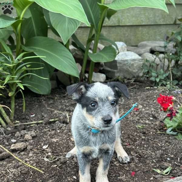 Prince, Blue Heeler – Australian Cattle Dog Puppy