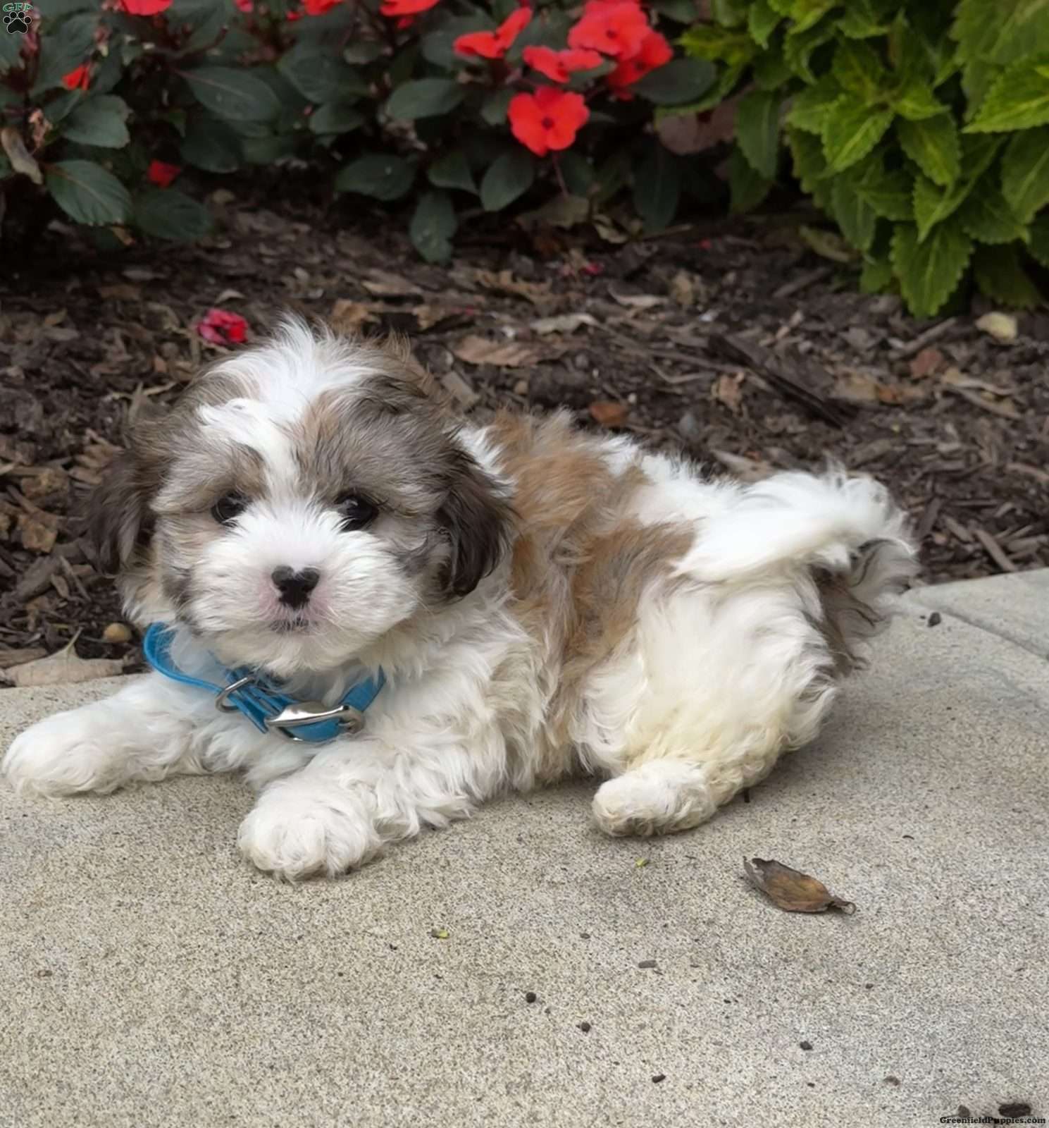 Greenfield puppies shichon best sale