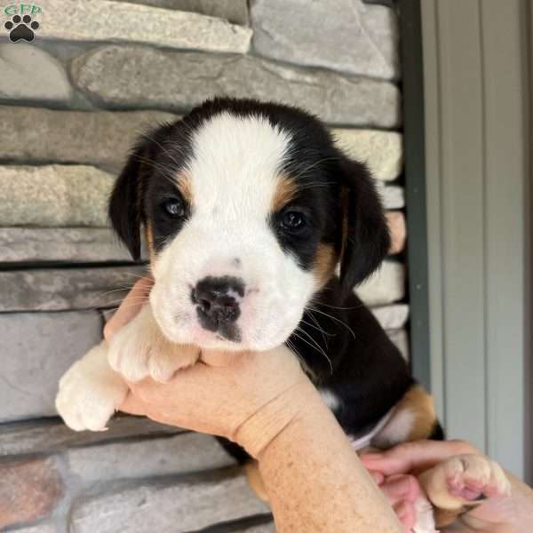 Skittles, Greater Swiss Mountain Dog Puppy