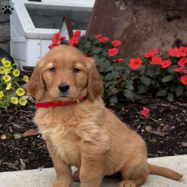 Naomi, Golden Retriever Puppy