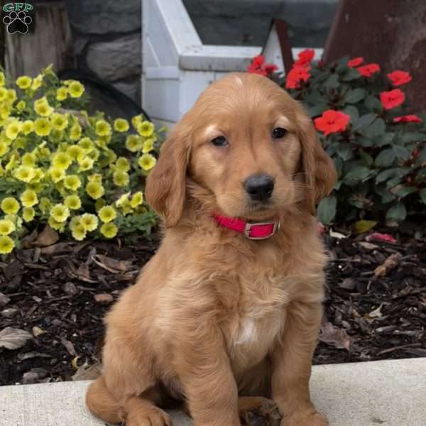 Nina, Golden Retriever Puppy