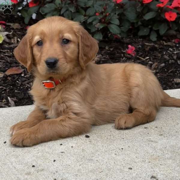 Nellie, Golden Retriever Puppy