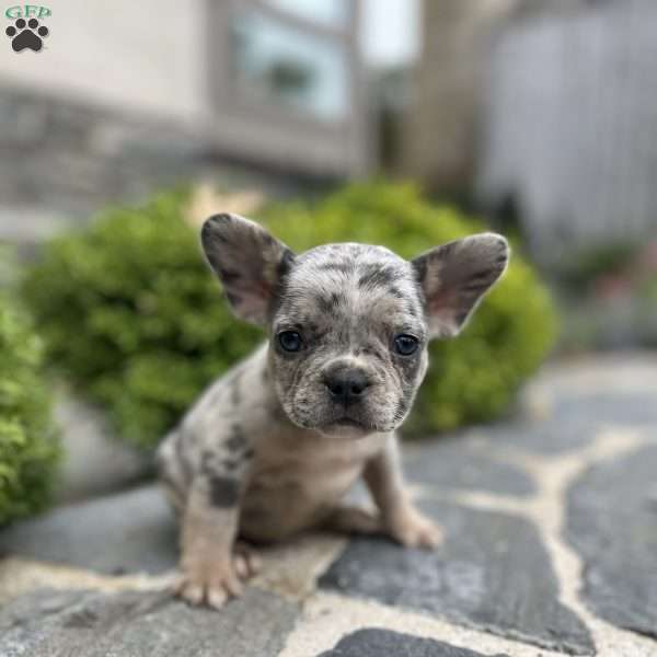 Blu, French Bulldog Puppy