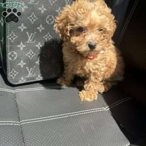 Banks, Toy Poodle Puppy