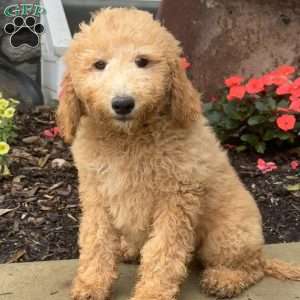 Gloria, Goldendoodle Puppy