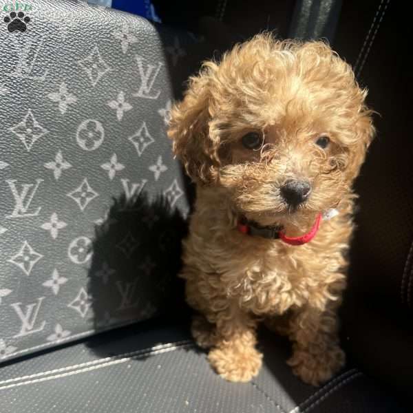 Banks, Toy Poodle Puppy