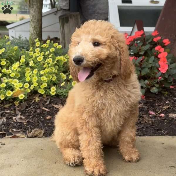 Gloria, Goldendoodle Puppy