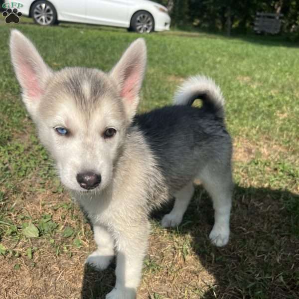 Red, German Shepherd Mix Puppy