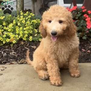 Gloria, Goldendoodle Puppy